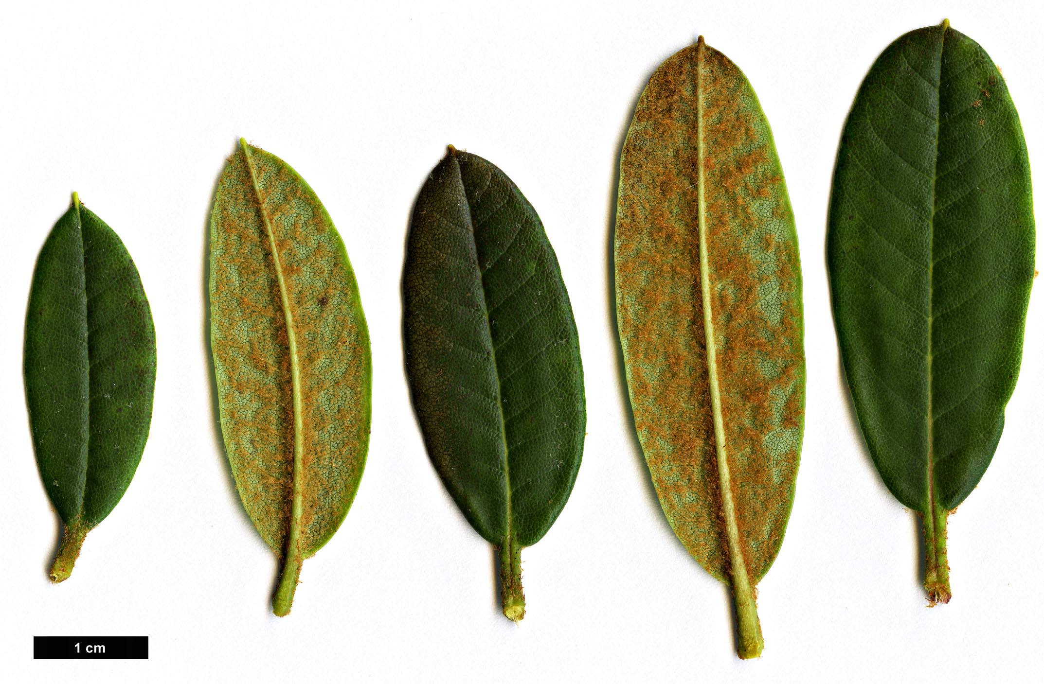High resolution image: Family: Ericaceae - Genus: Rhododendron - Taxon: pocophorum - SpeciesSub: var. hemidartum High resolution image: Family: Ericaceae - Genus: Rhododendron - Taxon: pocophorum - SpeciesSub: var. hemidartum